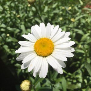 Meet your Posher, Sharah